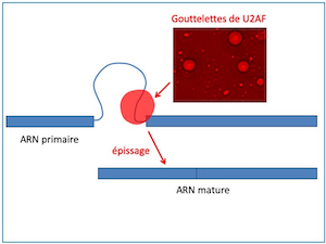 Les_goutelettes_d_U2AF_guident_la_machinerie_d_epissage